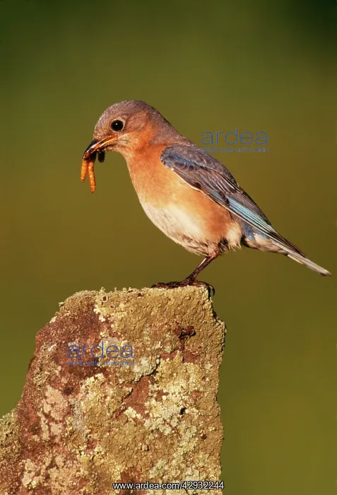 : Eastern Bluebird - Female with food in beak : Eastern Bluebird - Female with food in beak