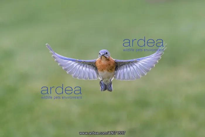 : Eastern bluebird flying, Kentucky : Eastern bluebird flying, Kentucky