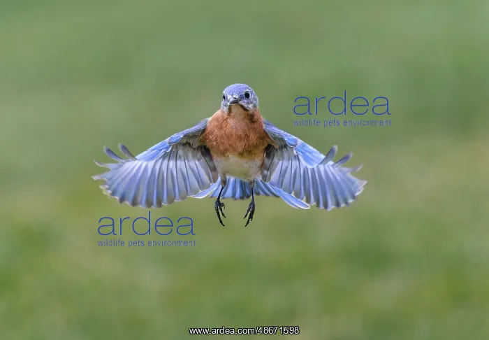 : Eastern bluebird flying, Kentucky : Eastern bluebird flying, Kentucky
