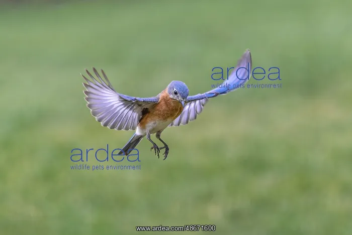 : Eastern bluebird flying, Kentucky : Eastern bluebird flying, Kentucky