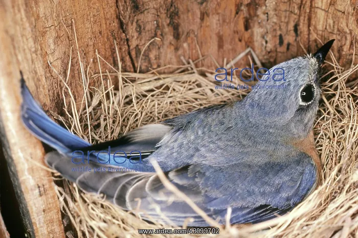 : Eastern Bluebird incubating eggs at nest : Eastern Bluebird incubating eggs at nest