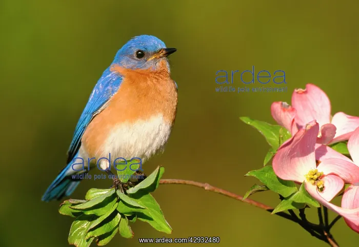 : Eastern Bluebird - male : Eastern Bluebird - male