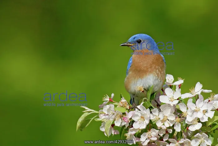 : Eastern Bluebird male : Eastern Bluebird male