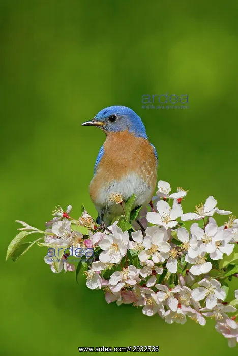 : Eastern Bluebird - male : Eastern Bluebird - male