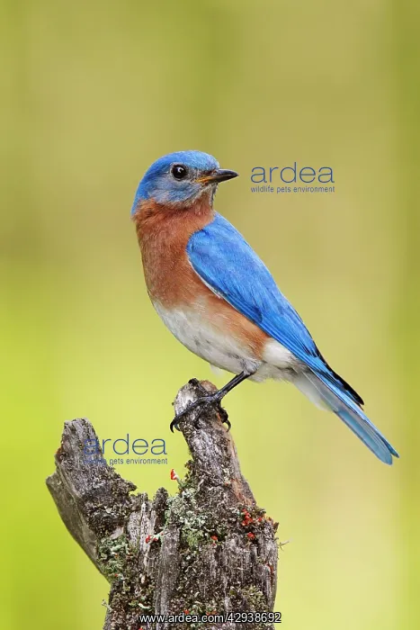 : Eastern Bluebird - male : Eastern Bluebird - male