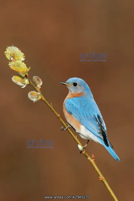 : Eastern Bluebird - male : Eastern Bluebird - male