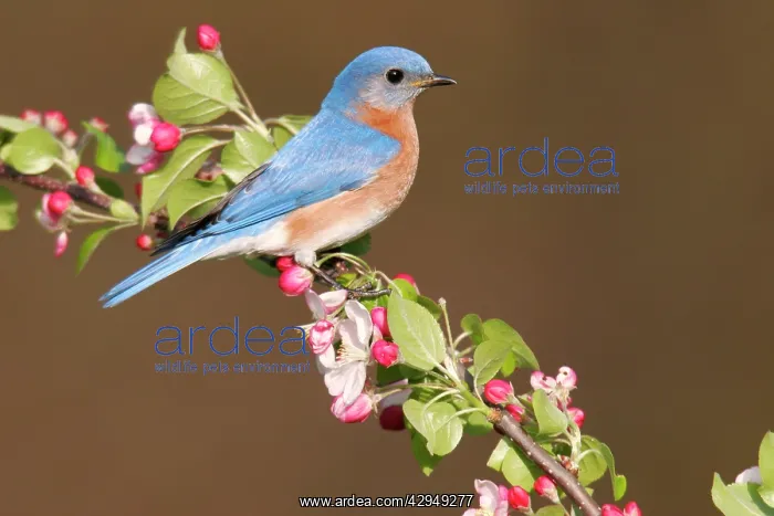 : Eastern Bluebird - male : Eastern Bluebird - male