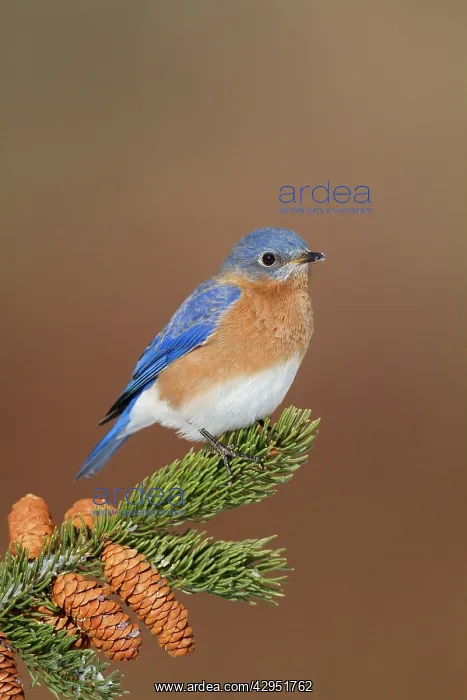: Eastern Bluebird - male : Eastern Bluebird - male