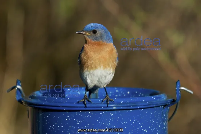 : Eastern Bluebird Male : Eastern Bluebird Male