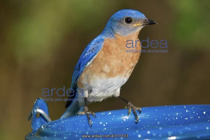 : Eastern Bluebird Male : Eastern Bluebird Male
