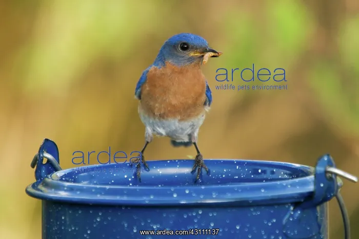 : Eastern Bluebird Male : Eastern Bluebird Male