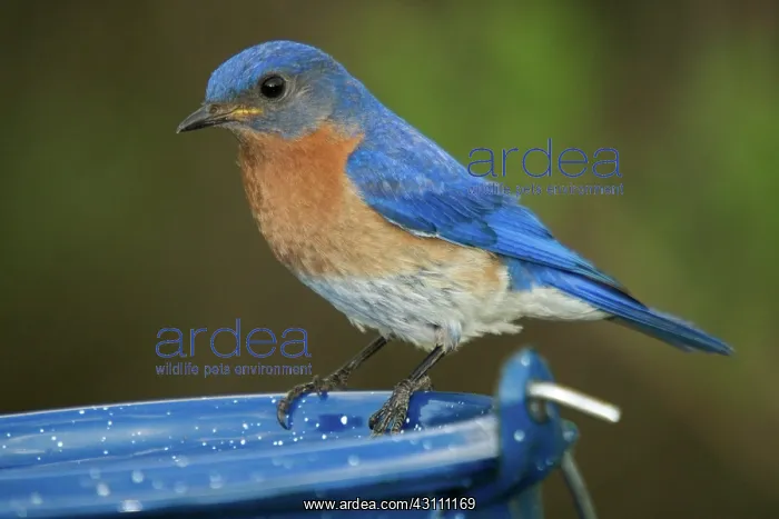 : Eastern Bluebird Male : Eastern Bluebird Male