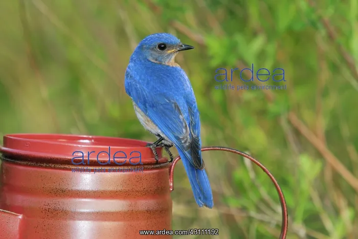 : Eastern Bluebird Male : Eastern Bluebird Male