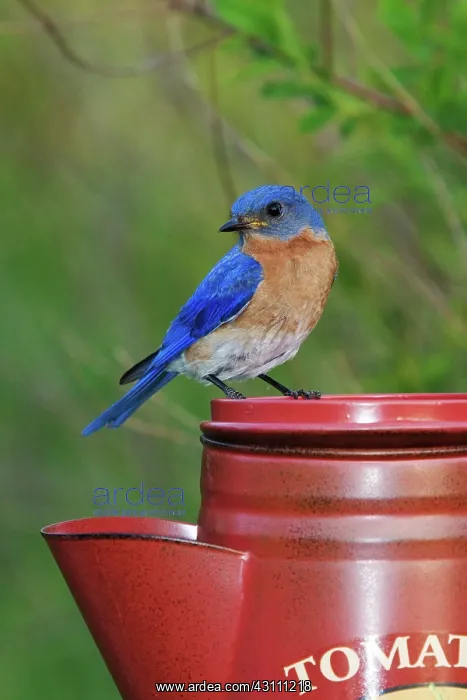 : Eastern Bluebird Male : Eastern Bluebird Male