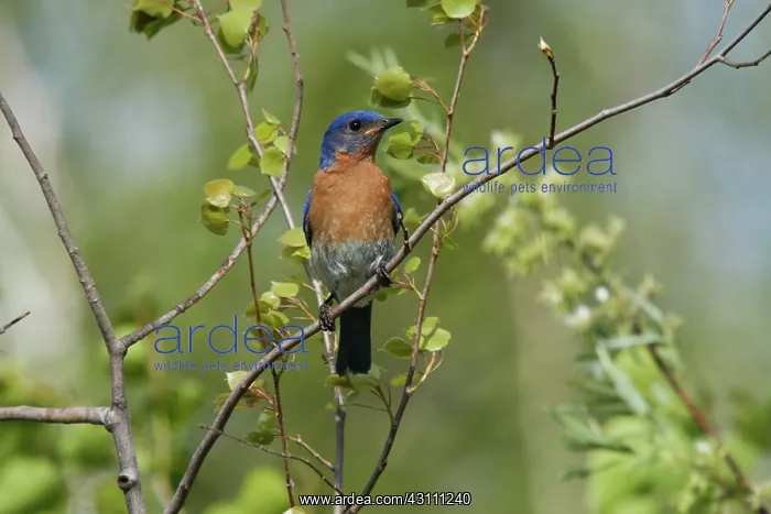 : Eastern Bluebird Male : Eastern Bluebird Male