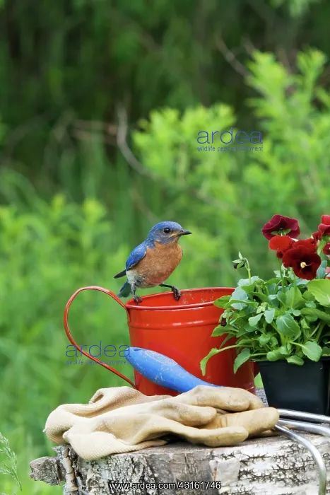 : Eastern Bluebird Male : Eastern Bluebird Male