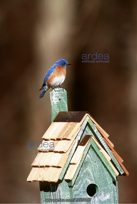 : Eastern BLUEBIRD - male on birdbox : Eastern BLUEBIRD - male on birdbox