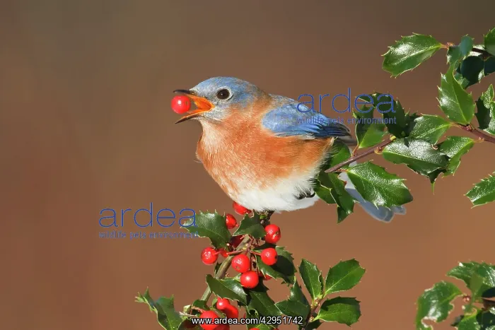 : Eastern Bluebird - male eating Holly berries in winter : Eastern Bluebird - male eating Holly berries in winter