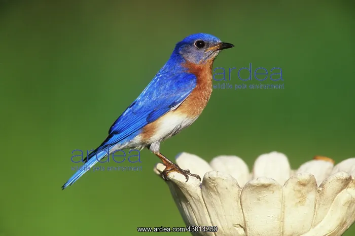 : Eastern Bluebird - male at feeder : Eastern Bluebird - male at feeder