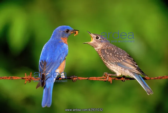 : Eastern Bluebird - male feeding young : Eastern Bluebird - male feeding young