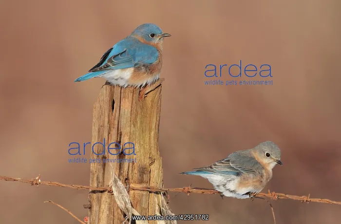 : Eastern Bluebird - male and female in winter : Eastern Bluebird - male and female in winter