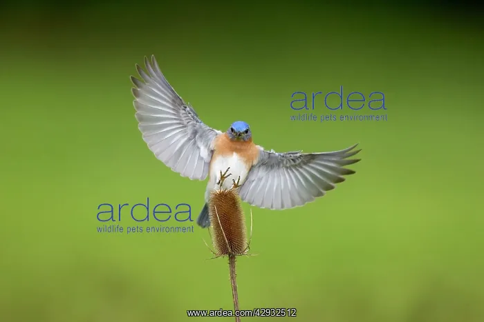 : Eastern Bluebird male in flight : Eastern Bluebird male in flight