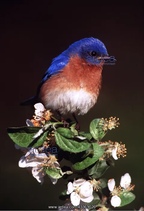 : EASTERN BLUEBIRD - male on flower : EASTERN BLUEBIRD - male on flower
