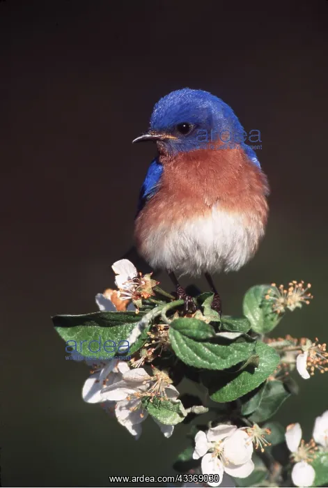 : EASTERN BLUEBIRD - male on flower : EASTERN BLUEBIRD - male on flower