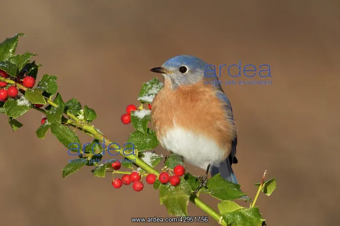 : Eastern Bluebird - male with frosted holly berries in winter : Eastern Bluebird - male with frosted holly berries in winter