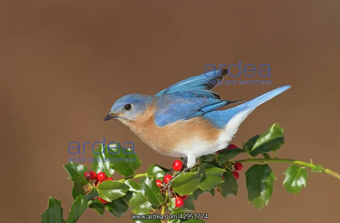 : Eastern Bluebird male with holly berries in winter : Eastern Bluebird male with holly berries in winter