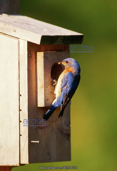 : Eastern Bluebird - male at nest box : Eastern Bluebird - male at nest box