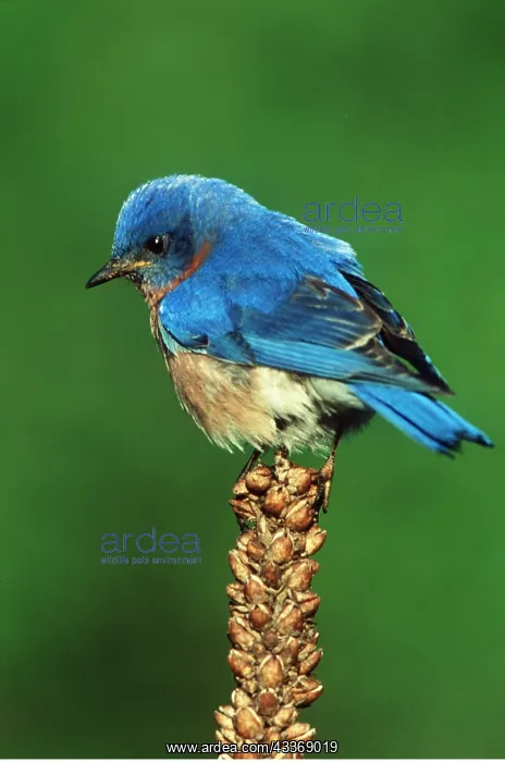  : EASTERN BLUEBIRD - male on plant