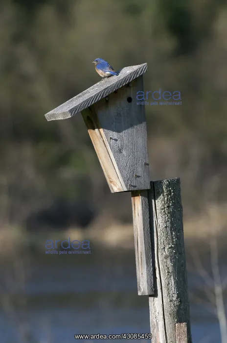  : Eastern Bluebird Male Sitting on Bird House