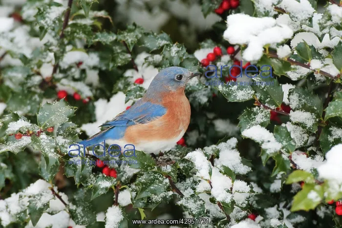 : Eastern Bluebird - male on snow dusted Holly leaves : Eastern Bluebird - male on snow dusted Holly leaves