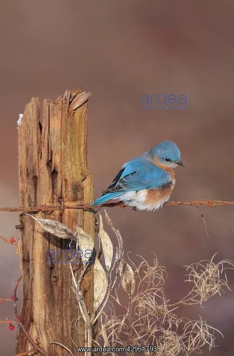 : Eastern Bluebird - male in winter : Eastern Bluebird - male in winter