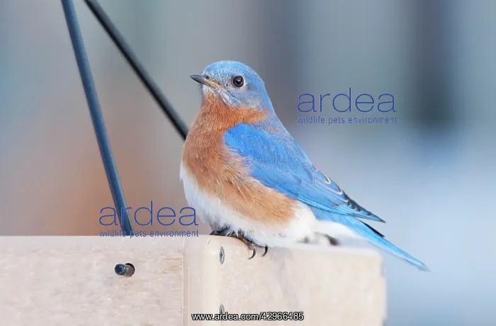 : Eastern Bluebird. Male in winter at bird feeder eating : Eastern Bluebird. Male in winter at bird feeder eating