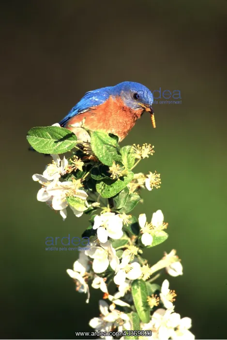 : EASTERN BLUEBIRD - male with worm in beak : EASTERN BLUEBIRD - male with worm in beak
