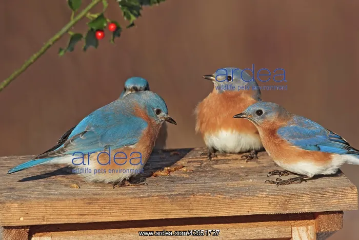 : Eastern Bluebird - males at bluebird feeder : Eastern Bluebird - males at bluebird feeder