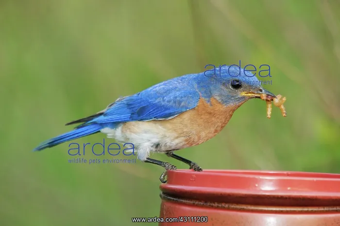 : Eastern Bluebird with Mealworms : Eastern Bluebird with Mealworms