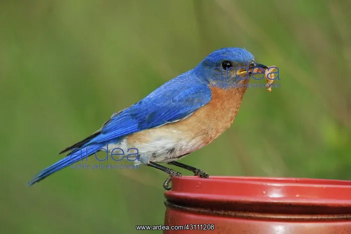 : Eastern Bluebird with Mealworms : Eastern Bluebird with Mealworms