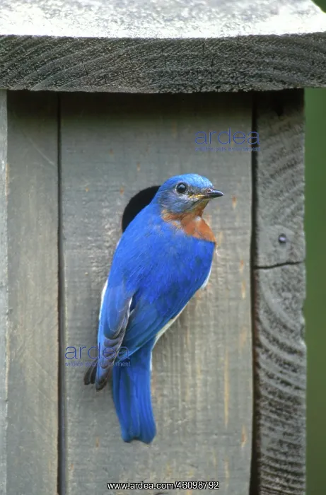 : Eastern Bluebird at Nest : Eastern Bluebird at Nest