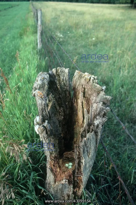 : Eastern Bluebird Nest : Eastern Bluebird Nest