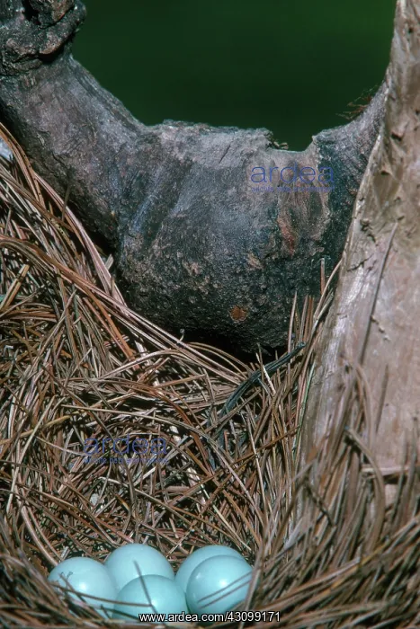 : Eastern Bluebird Nest : Eastern Bluebird Nest