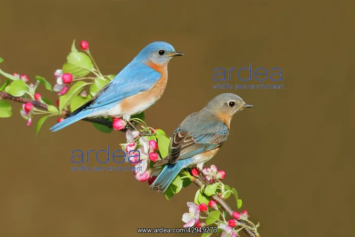 : Eastern Bluebird - pair : Eastern Bluebird - pair