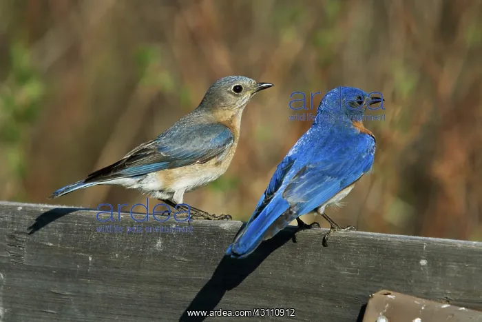 : Eastern Bluebird Pair : Eastern Bluebird Pair