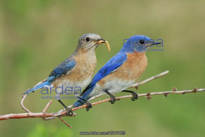 : Eastern Bluebird Pair : Eastern Bluebird Pair
