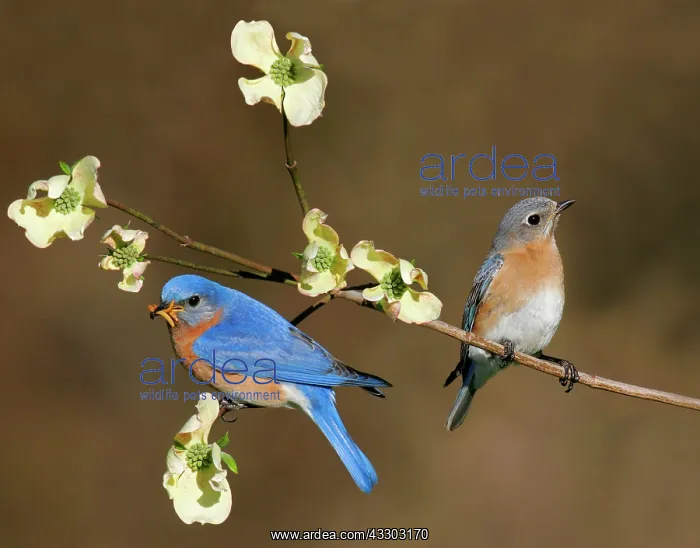 : Eastern Bluebird - pair : Eastern Bluebird - pair
