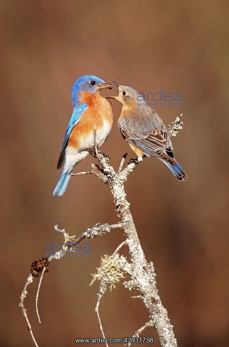  : Eastern Bluebird - pair, courtship, male feeding female