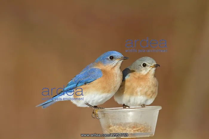 : Eastern Bluebird - pair eating mealworms in winter at feeder : Eastern Bluebird - pair eating mealworms in winter at feeder