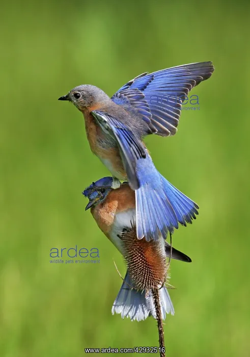 : Eastern Bluebird pair, female landing on top of male : Eastern Bluebird pair, female landing on top of male